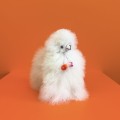 Lama z Peru z futra z alpaki brązowa. Lama z 100% futra baby alpaka. Inkari Alpaka maskotka dla alergików prezent 100% wełna z Peru. Lama ozdoba do domu. Ekskluzywna lama z wełny z alpaki.